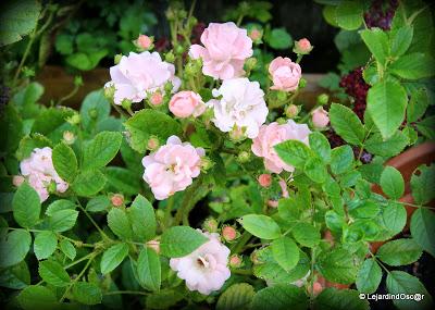 J'ai réalisé qu'il était temps de prendre quelques photos...