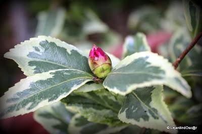 J'ai réalisé qu'il était temps de prendre quelques photos...