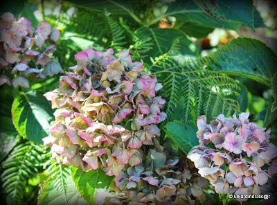 J'ai réalisé qu'il était temps de prendre quelques photos...