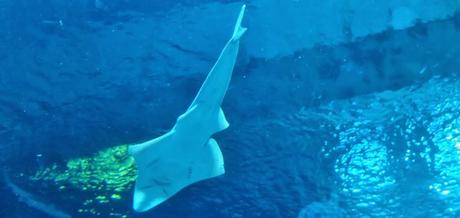 10 mois, à la rencontre des requins à l’aquarium Cinéaqua du Trocadéro