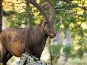 Bouquetin croisé sous-bois dans réserve Creux-du-Van…