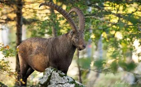 Bouquetin du soir en sous-bois dans la réserve du Creux-du-Van
