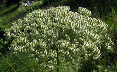 Fruits du Laser à larges feuilles (Laserpitium latifolium)