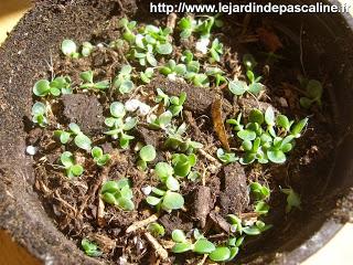 Multiplier le Kalanchoe Tubiflora