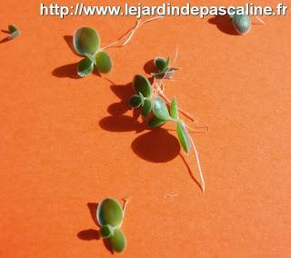 Multiplier le Kalanchoe Tubiflora