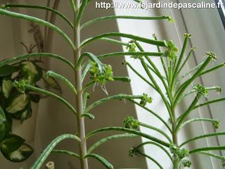 Multiplier le Kalanchoe Tubiflora