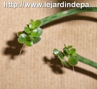 Multiplier le Kalanchoe Tubiflora