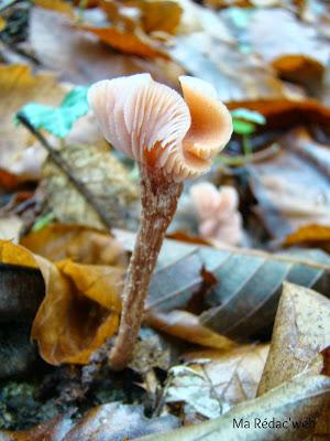 Ballade automnale autour des champignons