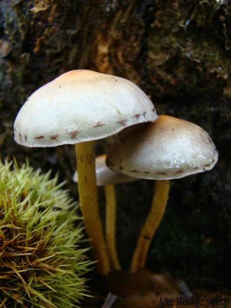 Ballade automnale autour des champignons