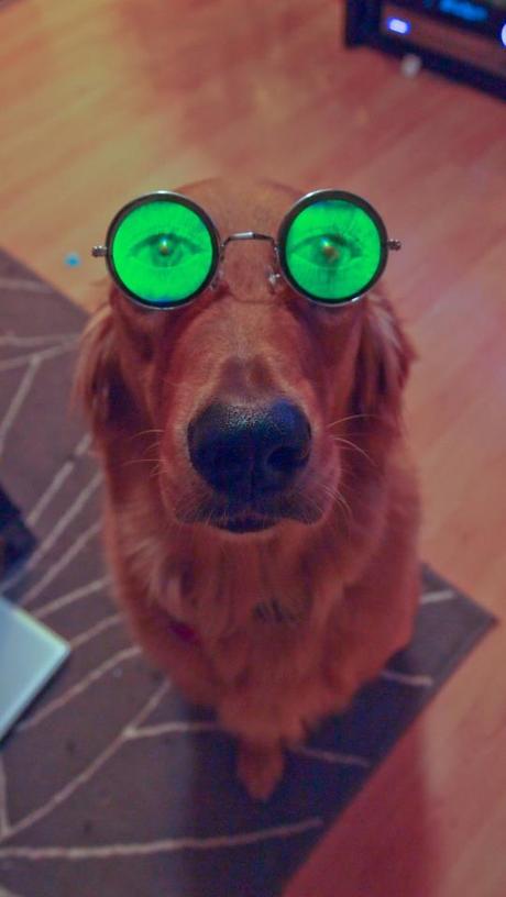 Les animaux en images [1]