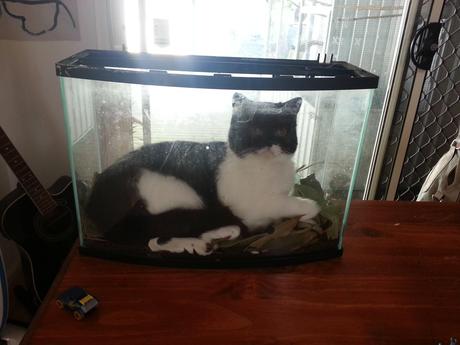 Les animaux en images [1]