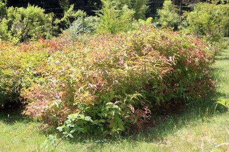 3 celastrus barres 27 juillet 2013 065.jpg