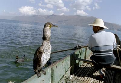 Pêche au cormoran en Chine - l'anneau autour du cou...