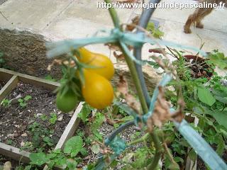 La rotation de mon potager en carré
