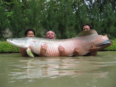 arapaima-un-poisson-qui-atteint-des-tailles-immenses.jpg