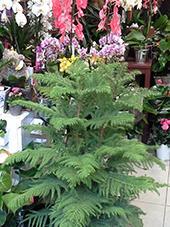 L’Araucaria, une plante d’intérieur atypique ! 20131015_124425