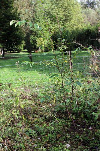 z1 pseudocydonia romi 17 oct 2013 034.jpg