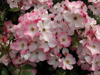 La Roseraie du Val de Marne ouvre ses portes