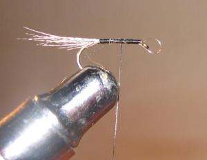 Attache mouche coup du soir