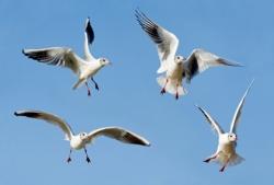 Croatie is under attack!