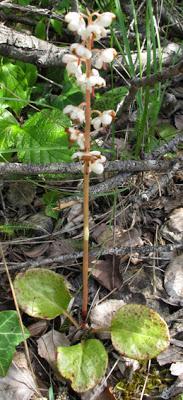 Pyrola rotundifolia (Pyrole à feuilles rondes)