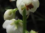 Pyrola rotundifolia (Pyrole feuilles rondes)