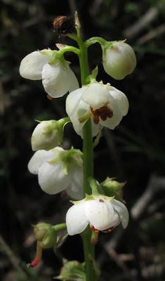Pyrola rotundifolia (Pyrole à feuilles rondes)