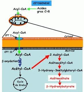 Corps cétoniques comme métabolites pourvus d’une fonction de signalisation