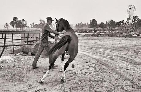 Algérie, des chevaux et des hommes