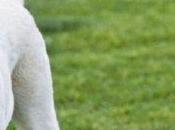 raisons scientifiques font qu'une apocalypse Zombie échouerait