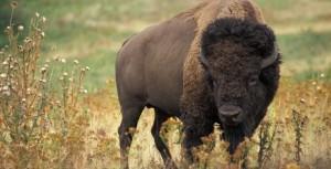 bison disney1