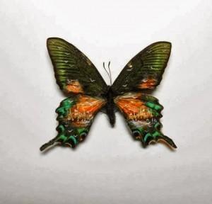 Hasan-Kale-peinture papillon 6