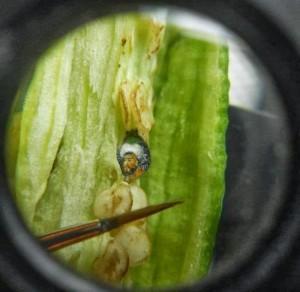 L’art sur les ailes de papillon Hasan-Kale-peinture poivron