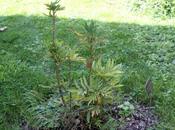 Mahonia eurybracteata