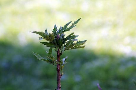 2 mahonia eurybracteata paris 3 sept 2011 033.jpg