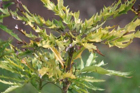 10 mahonia eurybracteata paris 27 fev 2011 254.jpg