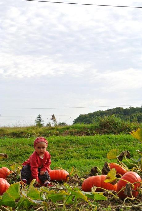 La citrouille - une belle déco d'automne