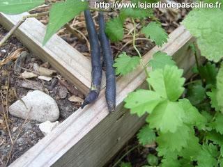 Bienvenue dans mon jardin !