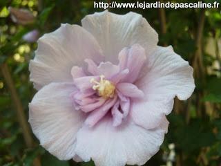 Fractionner le jardin de Pascaline