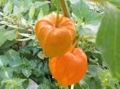 Fractionner jardin Pascaline