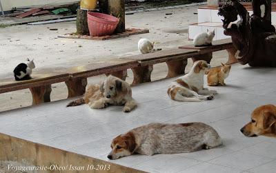 Thaïlande: Quand une chienne adopte un chaton [HD]