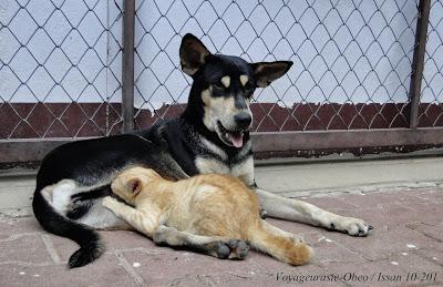 Thaïlande: Quand une chienne adopte un chaton [HD]