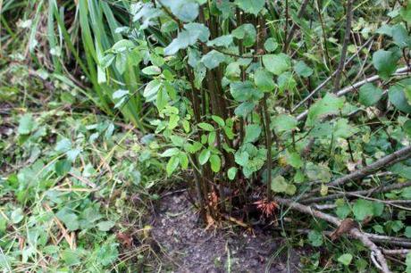 6 romi 19 oct 2013 024.jpg