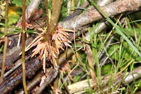 7 romi 19 oct 2013 008.jpg