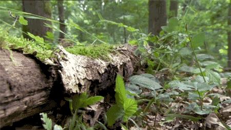 cannetons parcours obstacles en foret