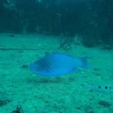 Poisson Perroquet Bleu 06