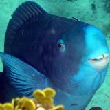 Poisson Perroquet Bleu 01