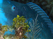 Poisson Perroquet Bleu