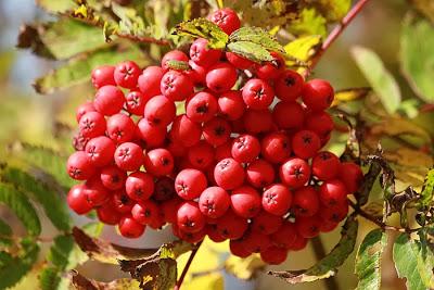 Les couleurs du Schmargult