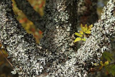 Les couleurs du Schmargult